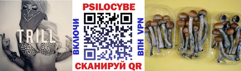 Галлюциногенные грибы Psilocybine cubensis  Заводоуковск 